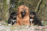 DOGUE DU TIBET 510
